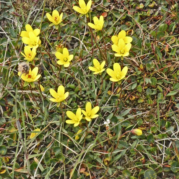 Saxifraga hirculus compacta Svalbard Longyearbyen 2014 1 A.Elven a